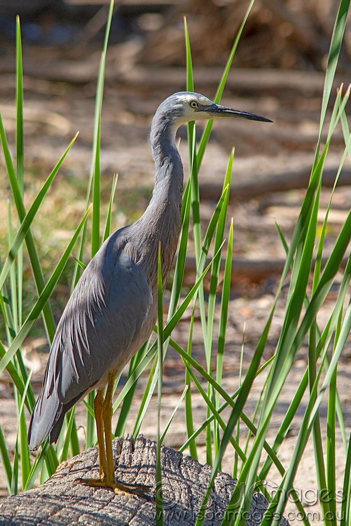 Click image for larger version

Name:	0201-White-Faced-Heron.jpg
Views:	58
Size:	229.1 KB
ID:	462799