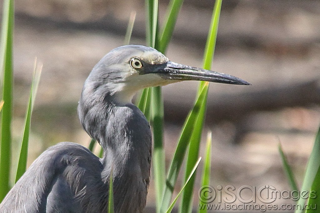 Click image for larger version

Name:	0206-White-Faced-Heron.jpg
Views:	51
Size:	201.2 KB
ID:	462800