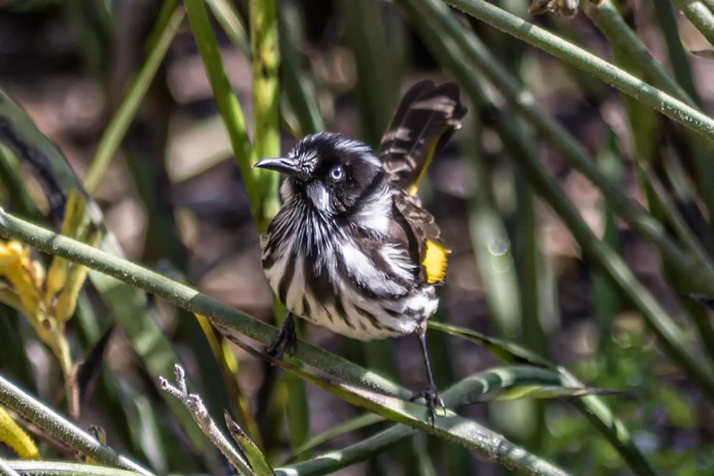 Click image for larger version

Name:	Australia Gardens 5 (16022019).jpg
Views:	44
Size:	132.5 KB
ID:	462880