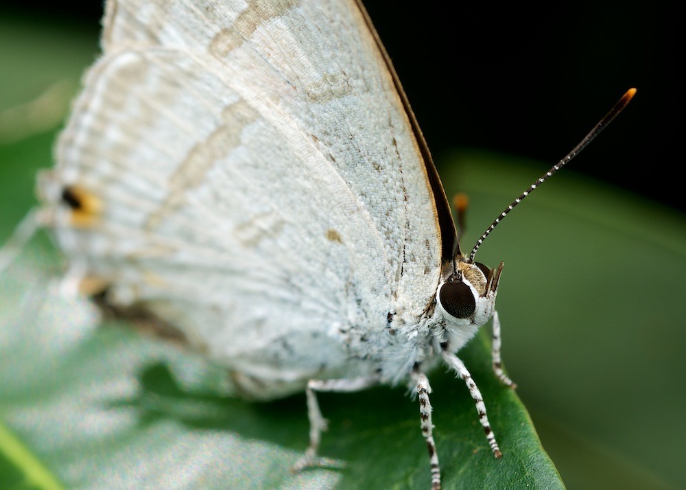 Click image for larger version

Name:	DSC_9024.jpg
Views:	50
Size:	114.8 KB
ID:	462926