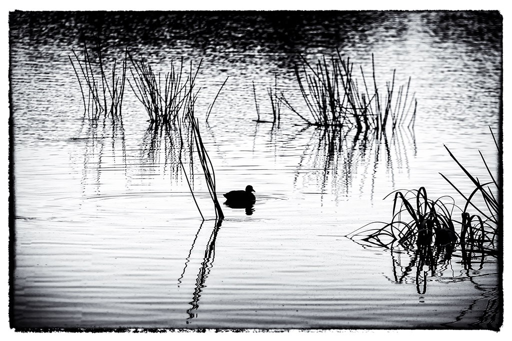 Click image for larger version

Name:	The Lake 2 (20022019).jpg
Views:	41
Size:	249.9 KB
ID:	463015