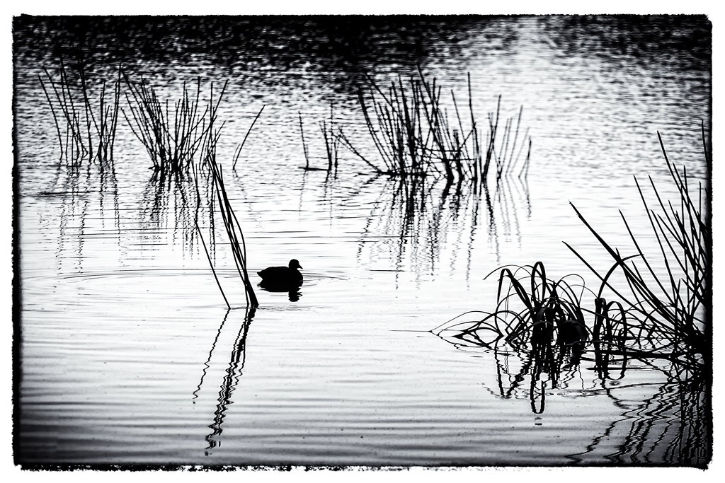 Click image for larger version

Name:	The Lake 2 (20022019).jpg
Views:	57
Size:	258.9 KB
ID:	463069