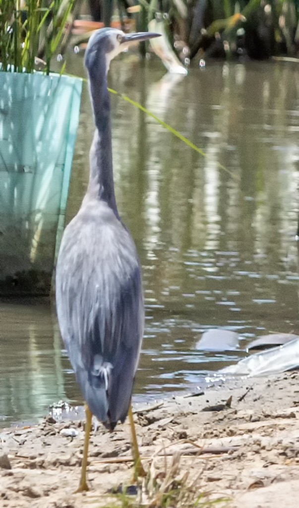 Click image for larger version

Name:	The Lake_24Feb2019_0115.jpg
Views:	39
Size:	149.3 KB
ID:	463191