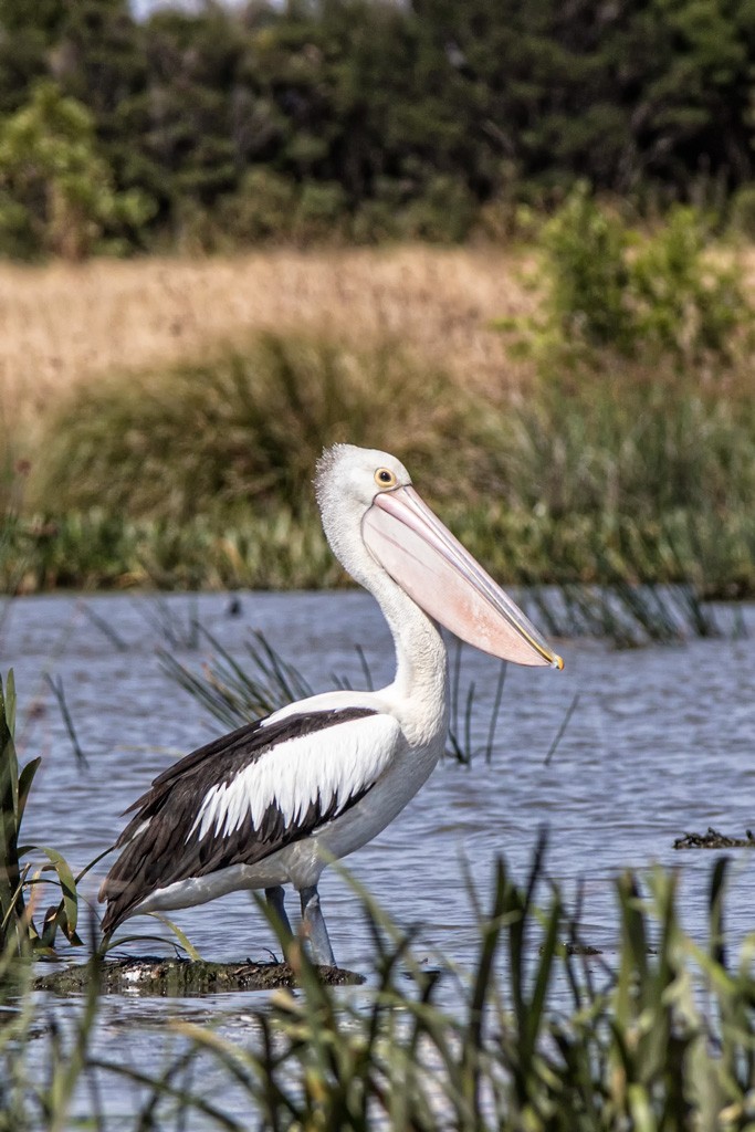 Click image for larger version

Name:	The Lake 26Feb2019_0008.jpg
Views:	35
Size:	172.6 KB
ID:	463279