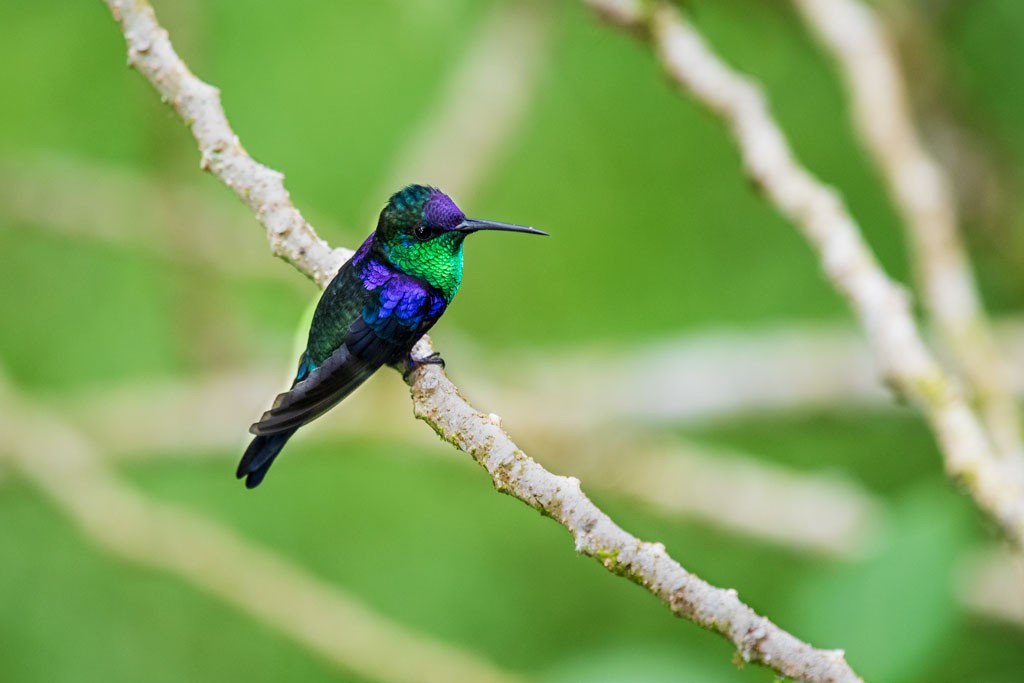 Click image for larger version

Name:	20181114_2334--Columbian-Violet-Crowned-Woodnymph-.jpg
Views:	48
Size:	72.4 KB
ID:	463502