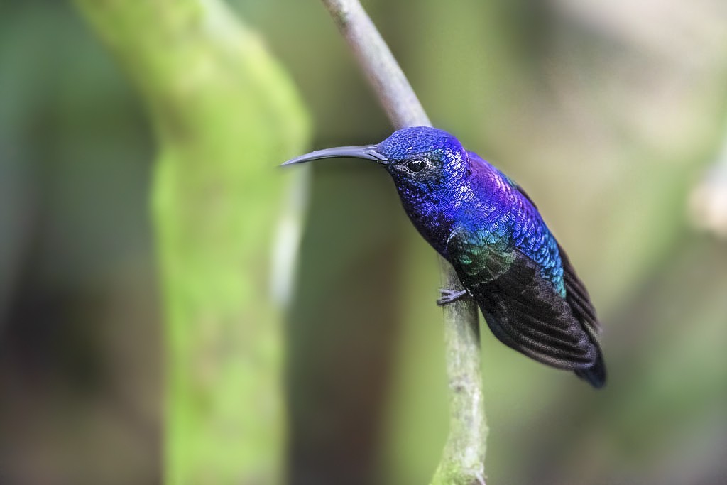Click image for larger version

Name:	20181119_2856--Violet-Sabre-wing.jpg
Views:	45
Size:	70.6 KB
ID:	463503