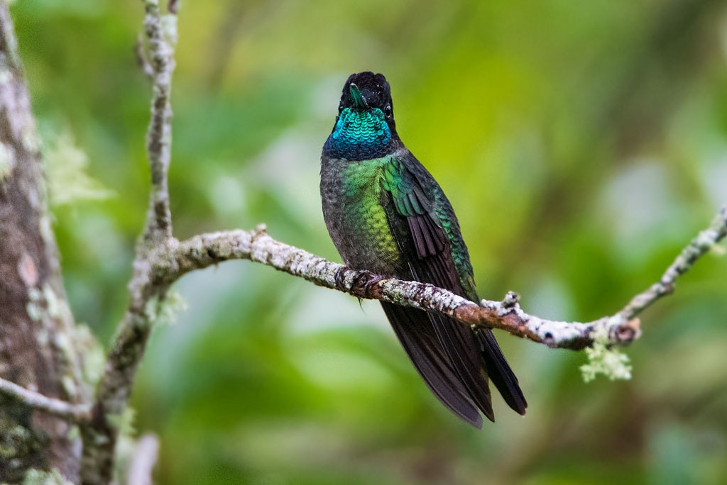 Click image for larger version

Name:	20181119_2908--Talamanca-Hummingbird-m.jpg
Views:	135
Size:	102.7 KB
ID:	463505