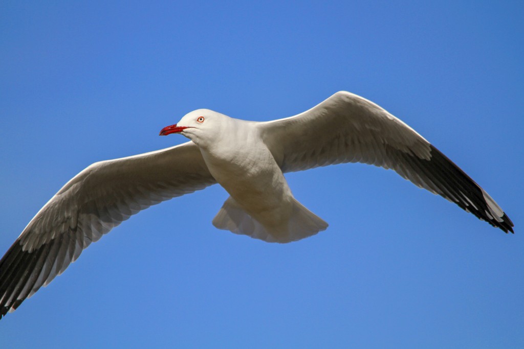 Click image for larger version

Name:	3079-Gull-in-Flight.jpg
Views:	37
Size:	69.2 KB
ID:	464901