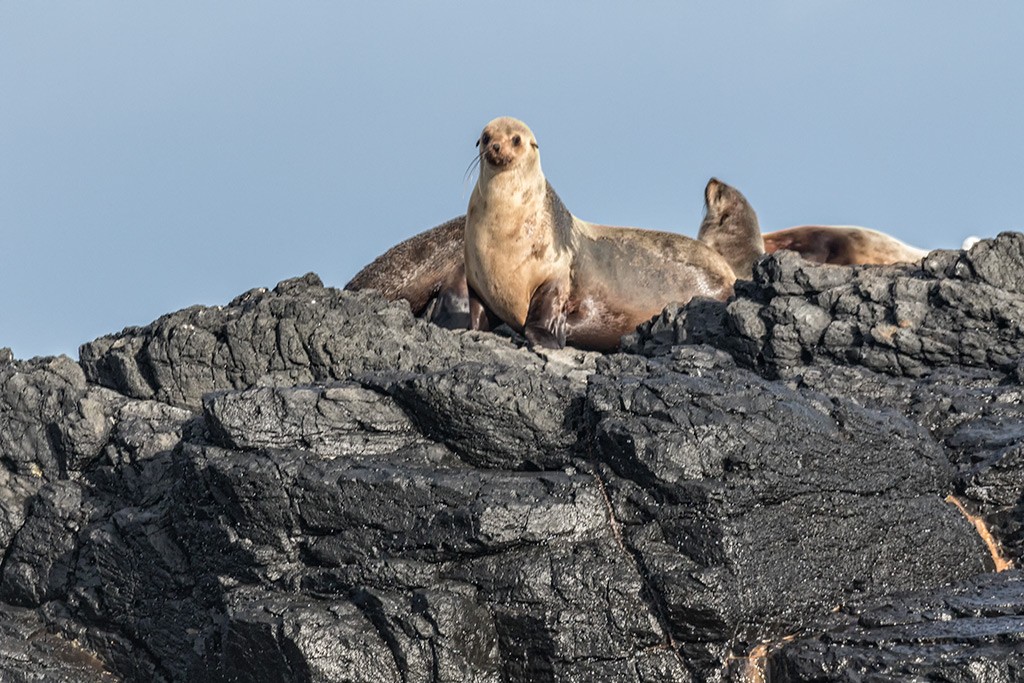 Click image for larger version

Name:	Rhyll Whale Watch 03.jpg
Views:	55
Size:	220.3 KB
ID:	465519
