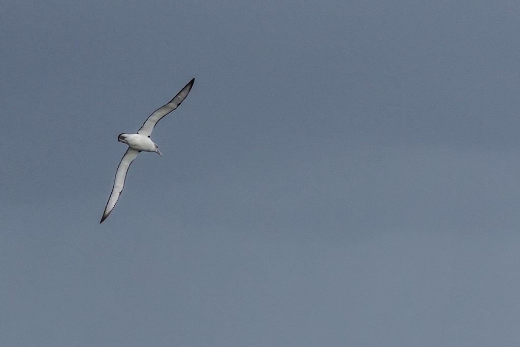 Click image for larger version

Name:	Rhyll Whale Watch 09 copy.jpg
Views:	47
Size:	77.4 KB
ID:	465520