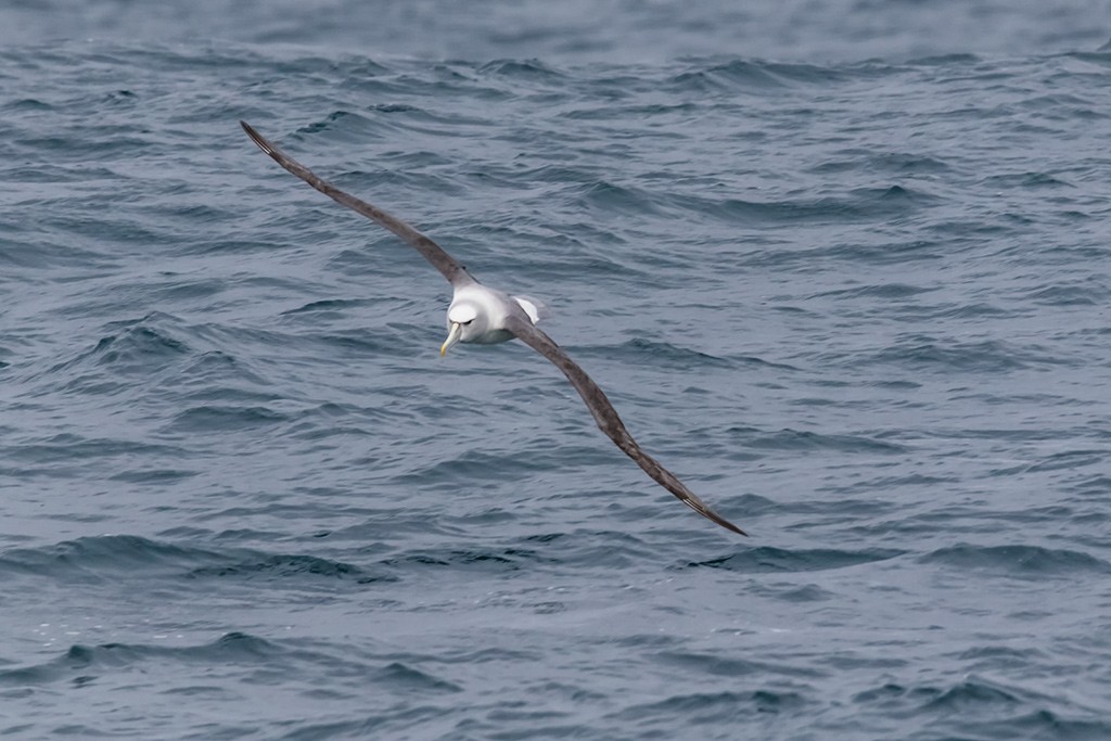 Click image for larger version

Name:	Rhyll Whale Watch 12.jpg
Views:	46
Size:	147.2 KB
ID:	465521