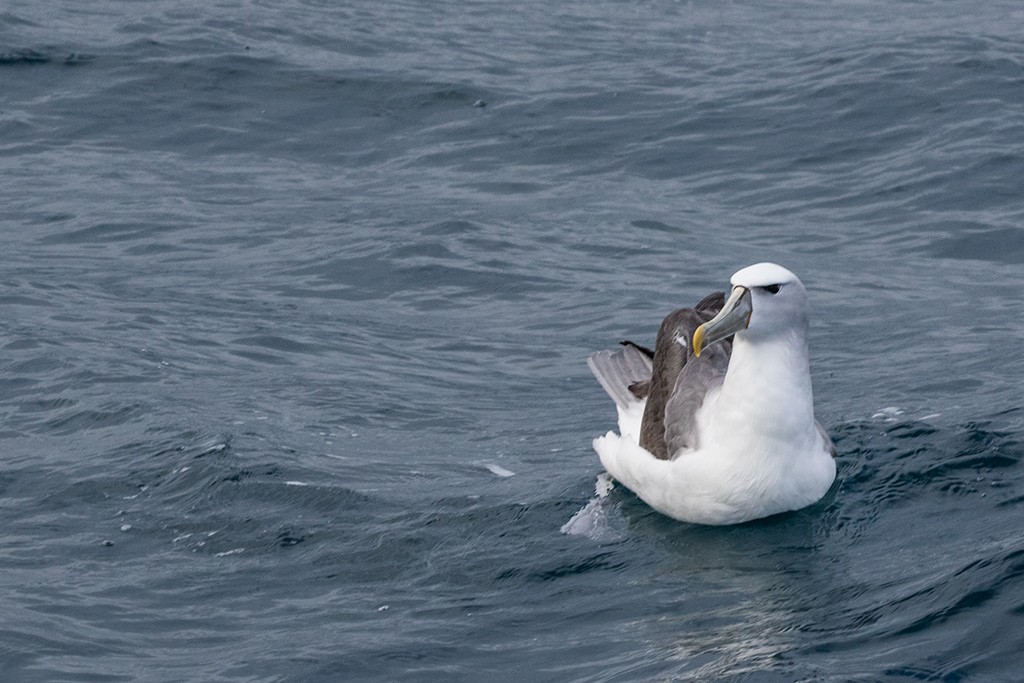 Click image for larger version

Name:	Rhyll Whale Watch 42.jpg
Views:	43
Size:	169.2 KB
ID:	465522