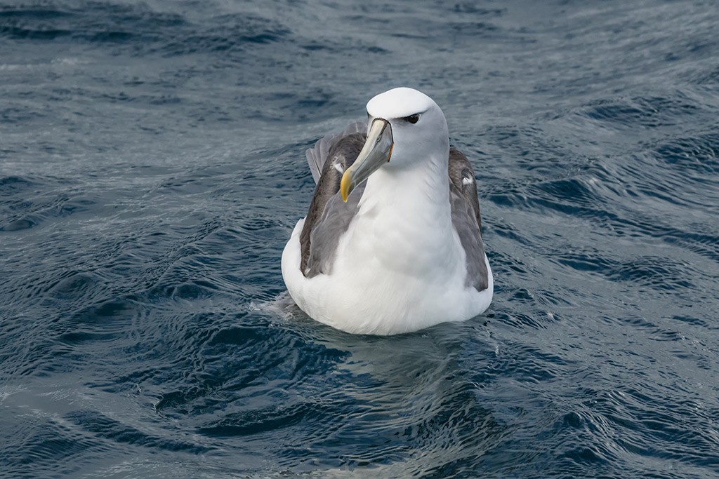 Click image for larger version

Name:	Rhyll Whale Watch 43.jpg
Views:	42
Size:	195.5 KB
ID:	465523