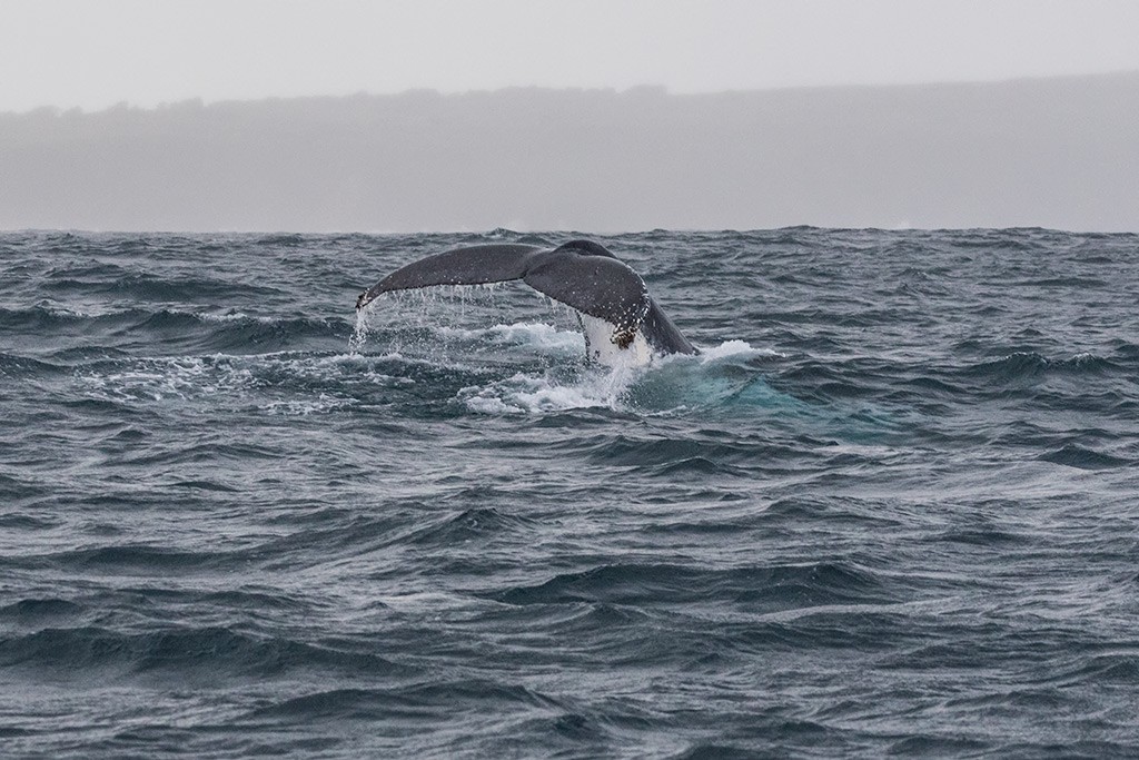Click image for larger version

Name:	Rhyll Whale Watch 16.jpg
Views:	43
Size:	203.9 KB
ID:	465524