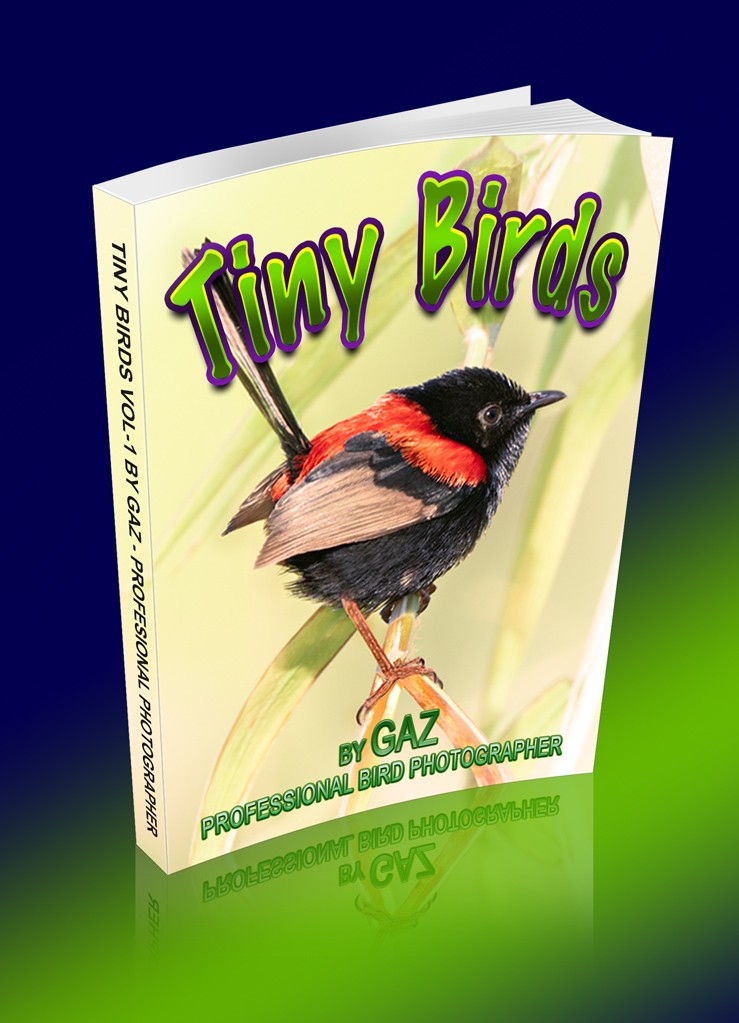 Click image for larger version

Name:	Gaz-Tiny-Birds-copy.jpg
Views:	53
Size:	126.8 KB
ID:	465898