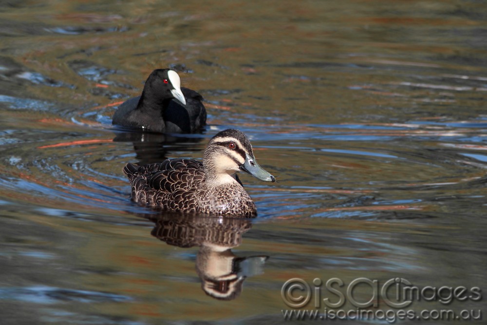 Click image for larger version

Name:	1515-Pacific_Coot.jpg
Views:	36
Size:	124.6 KB
ID:	465916