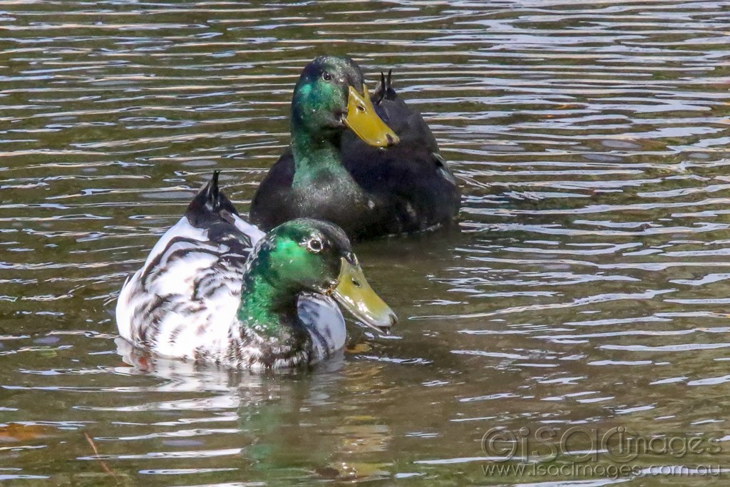 Click image for larger version

Name:	0260-Mallards_Hybrids.jpg
Views:	35
Size:	232.3 KB
ID:	465976