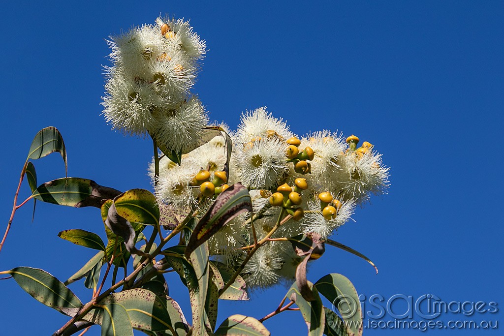 Click image for larger version

Name:	0528-Flowering_Gum.jpg
Views:	32
Size:	191.8 KB
ID:	466116
