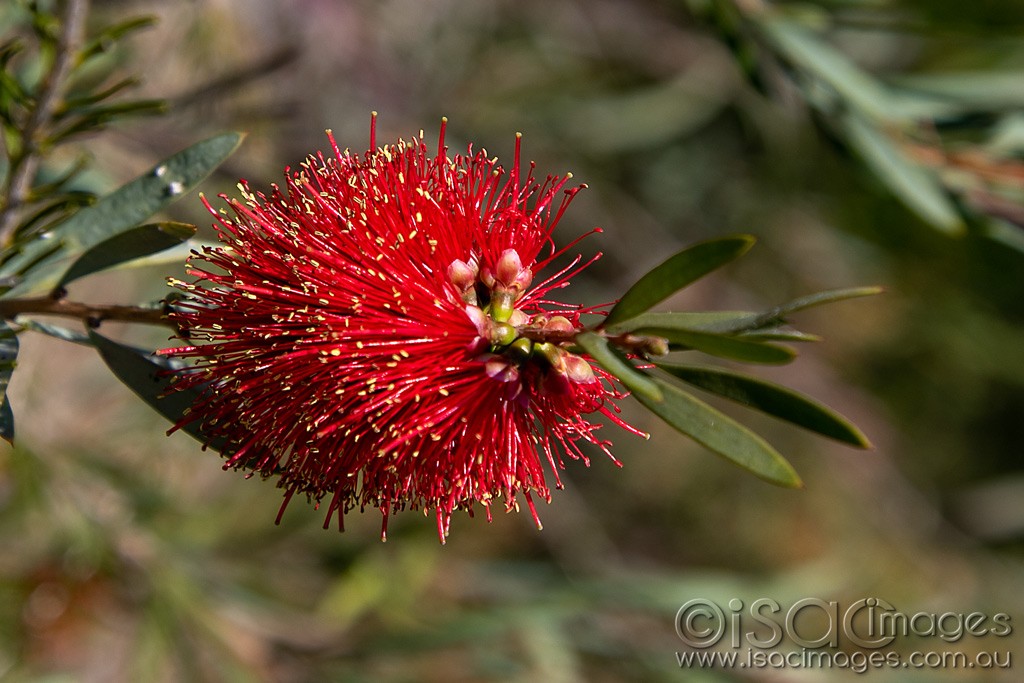 Click image for larger version

Name:	0525-Callistemon.jpg
Views:	31
Size:	165.9 KB
ID:	466117