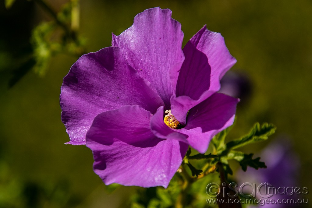 Click image for larger version

Name:	0523-Purple_Flower.jpg
Views:	33
Size:	124.2 KB
ID:	466118