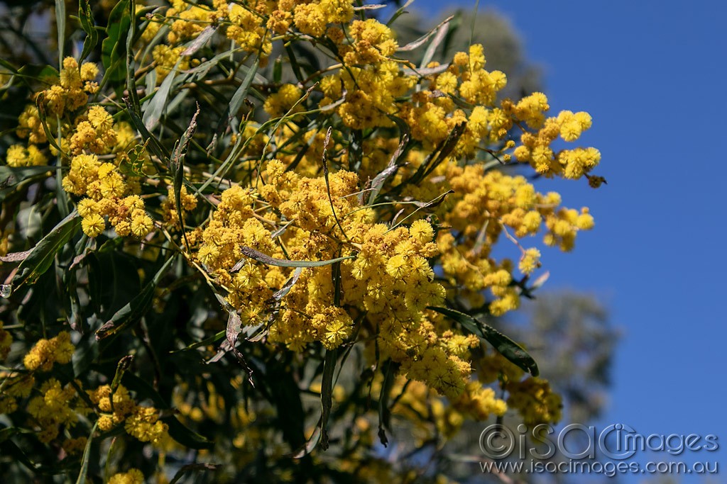 Click image for larger version

Name:	0527-Wattle.jpg
Views:	21
Size:	215.5 KB
ID:	466119