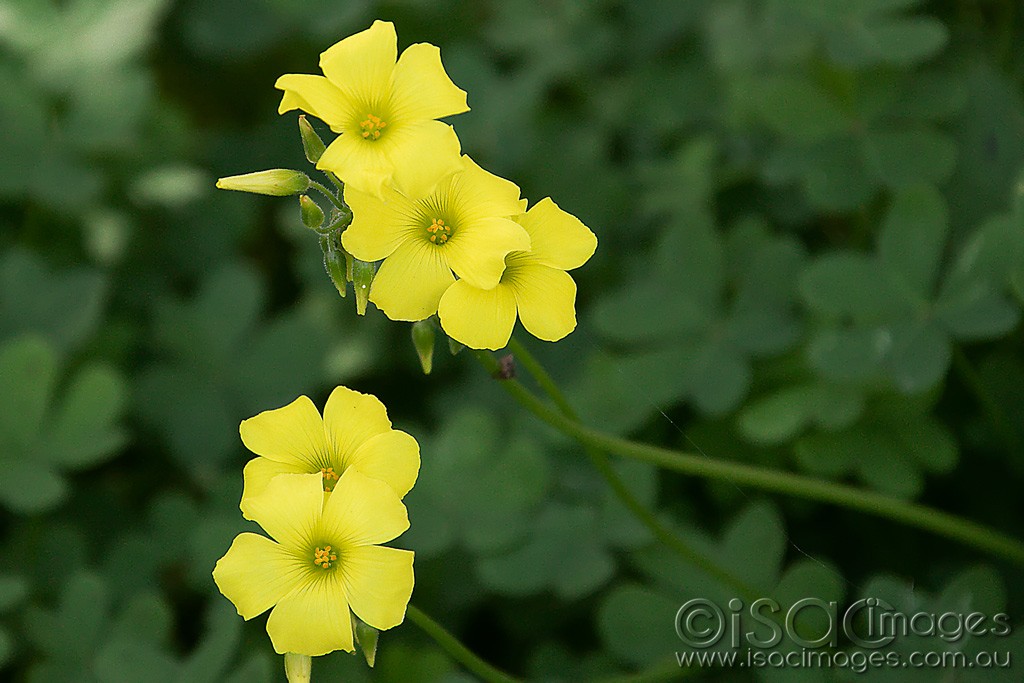 Click image for larger version

Name:	0512-Oxalis_Weed.jpg
Views:	30
Size:	143.5 KB
ID:	466126