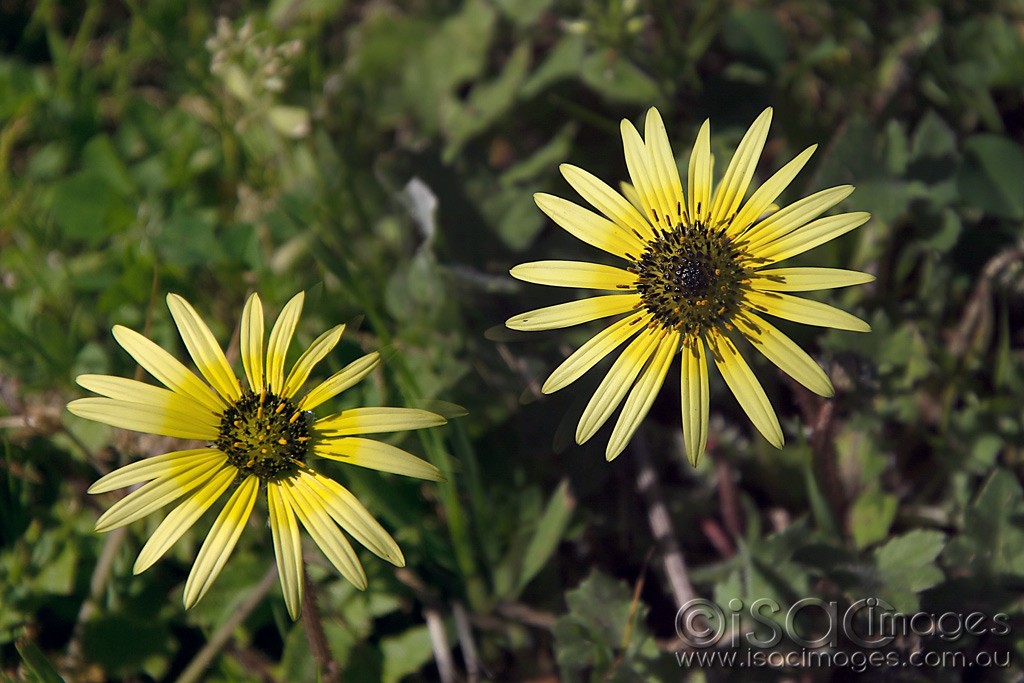 Click image for larger version

Name:	0515-Cape_Weed.jpg
Views:	24
Size:	173.5 KB
ID:	466127