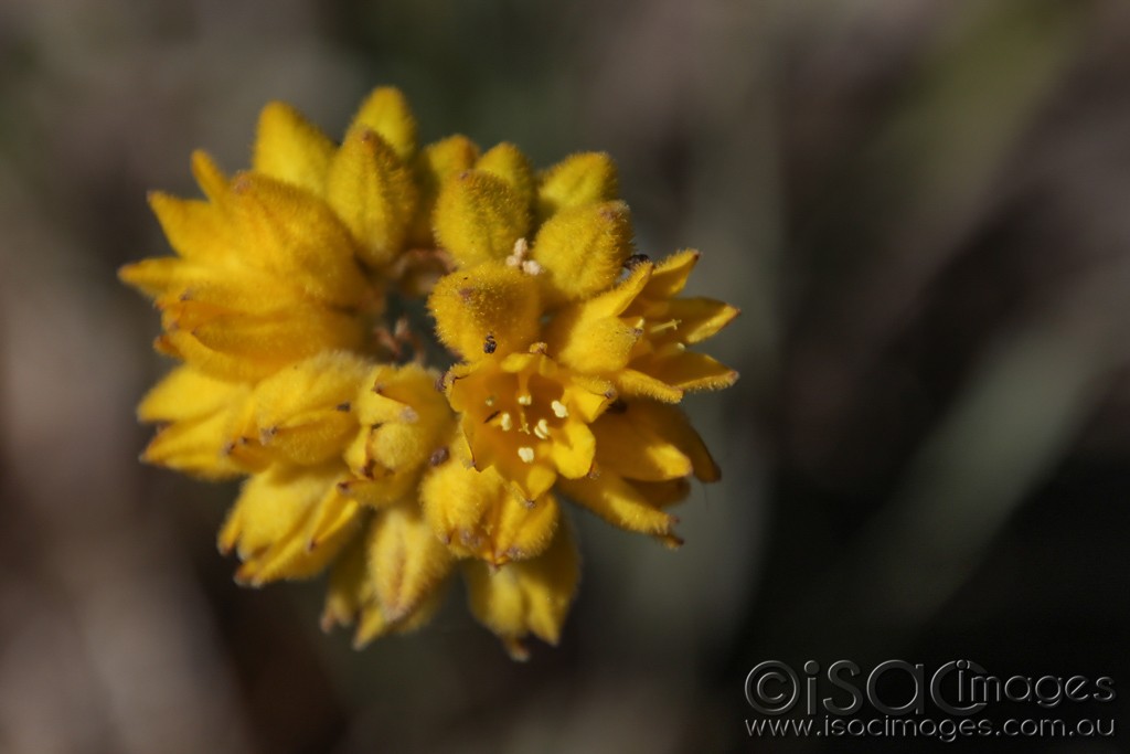 Click image for larger version

Name:	0517-Yellow_Weed.jpg
Views:	30
Size:	80.8 KB
ID:	466128