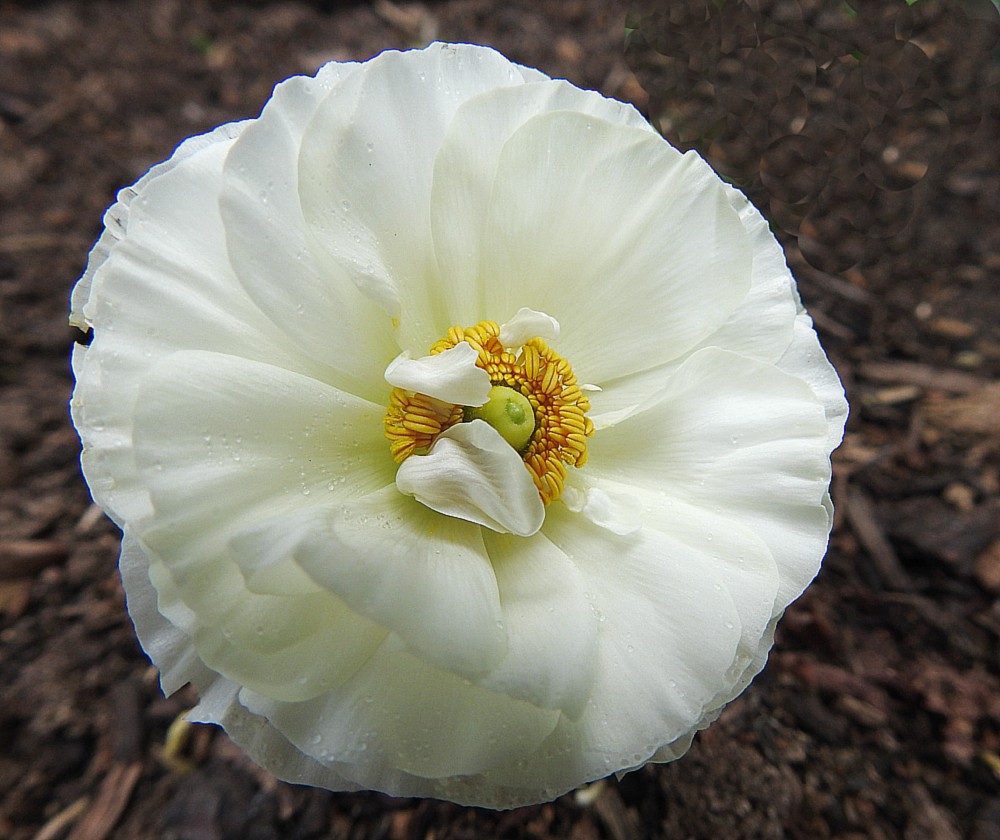 Click image for larger version

Name:	Ranunculus 2.jpg
Views:	28
Size:	165.1 KB
ID:	466159