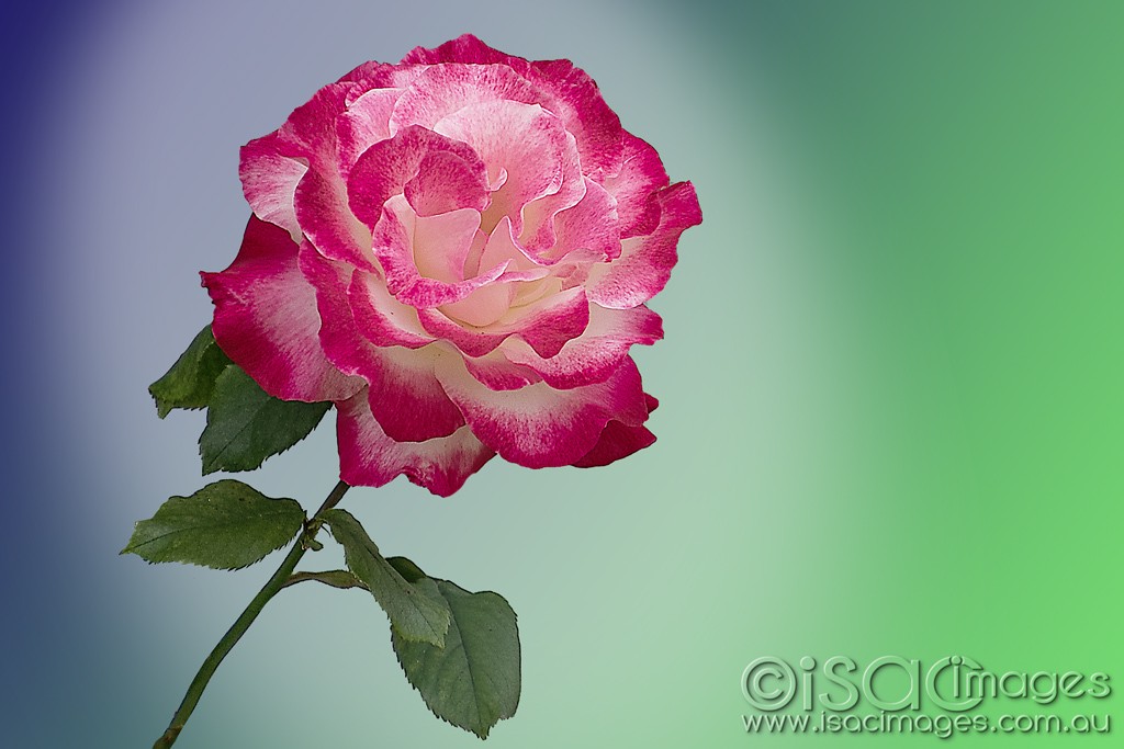 Click image for larger version

Name:	0556-Rose.jpg
Views:	38
Size:	116.4 KB
ID:	466240