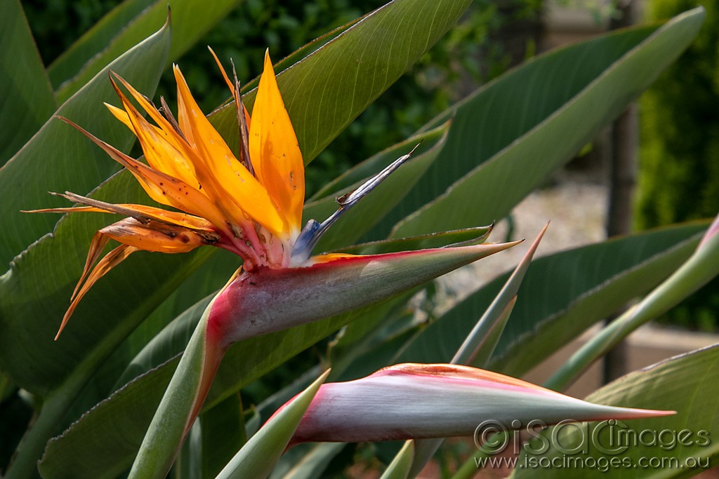 Click image for larger version

Name:	0604-Bird_of_Paradise.jpg
Views:	22
Size:	159.6 KB
ID:	466406