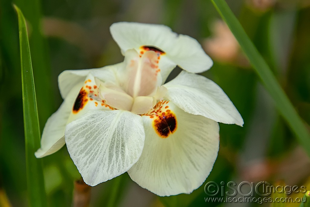 Click image for larger version

Name:	0606-White_Flower.jpg
Views:	21
Size:	112.3 KB
ID:	466407