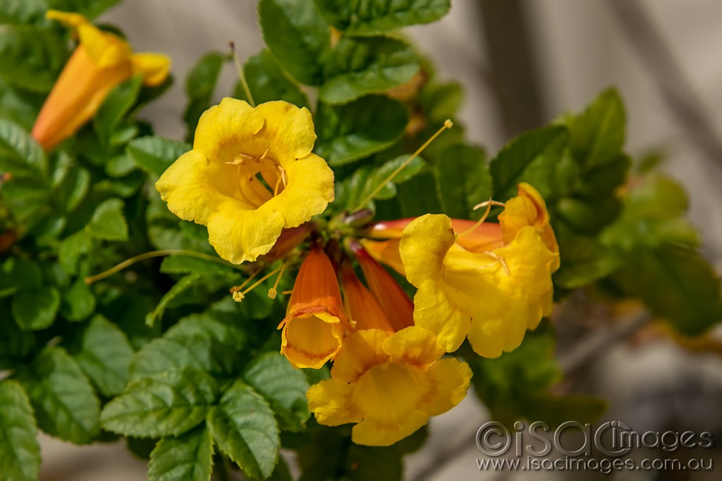 Click image for larger version

Name:	0609-Yellow_Flowers.jpg
Views:	21
Size:	120.6 KB
ID:	466408