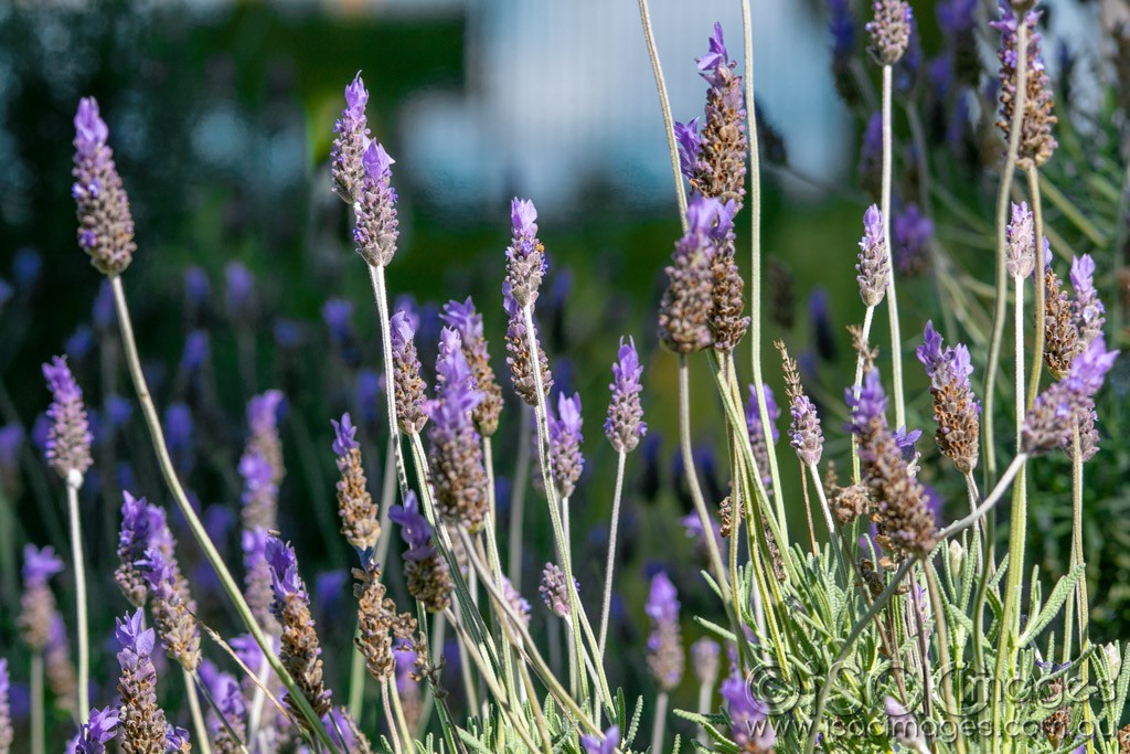 Click image for larger version

Name:	0638-Lavender.jpg
Views:	24
Size:	210.3 KB
ID:	466257