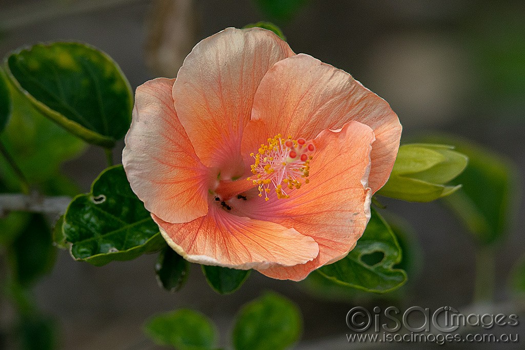 Click image for larger version

Name:	0761-Orange_Hibiscus.jpg
Views:	21
Size:	190.3 KB
ID:	466259
