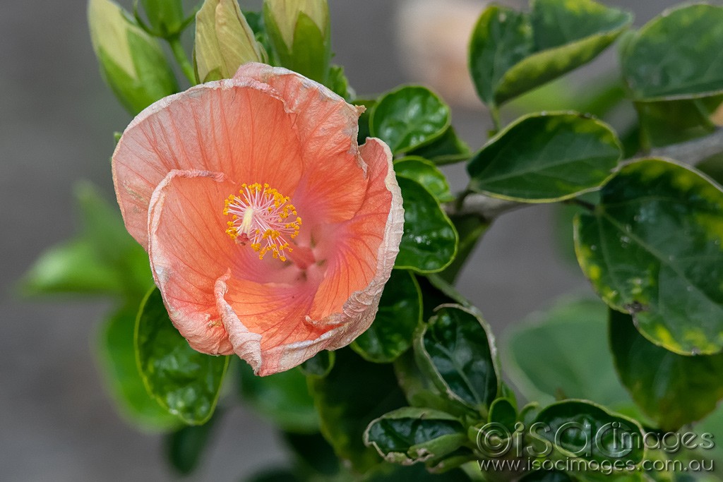 Click image for larger version

Name:	0756-Orange_Hibiscus.jpg
Views:	19
Size:	148.2 KB
ID:	466260