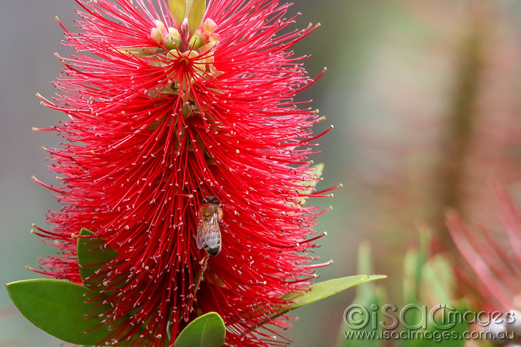 Click image for larger version

Name:	0743-Bee_in_Bottlebrush.jpg
Views:	16
Size:	199.1 KB
ID:	466261
