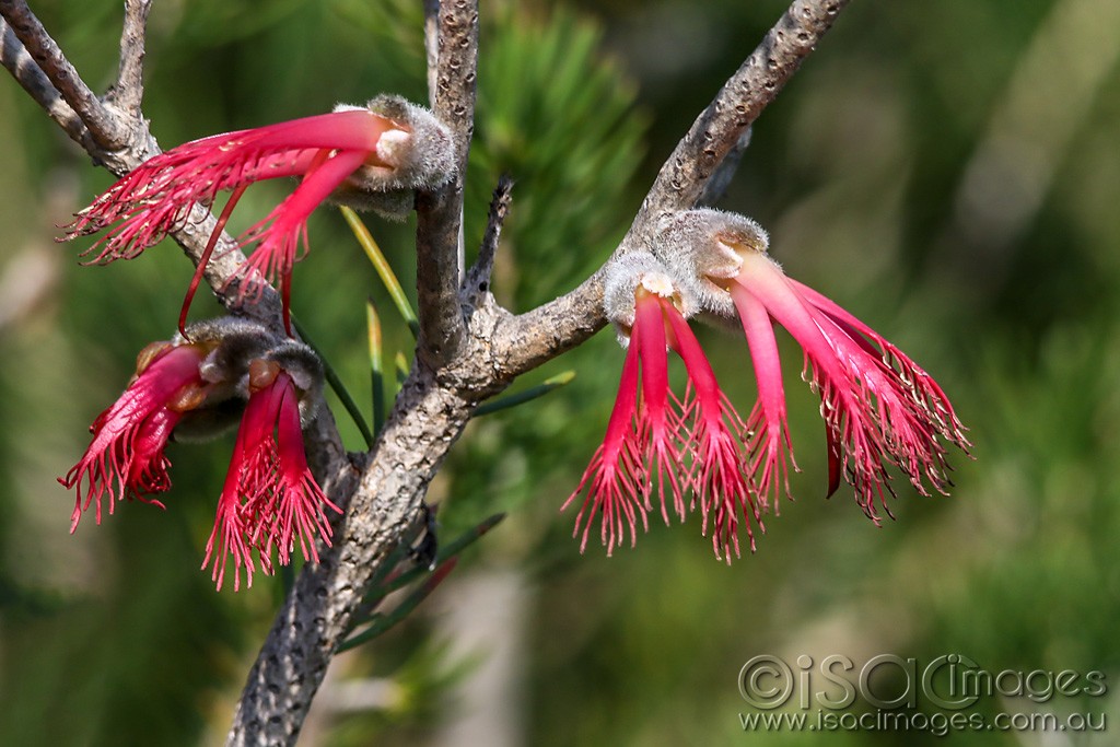 Click image for larger version

Name:	0842-Single_Sided_Bottlebrush.jpg
Views:	38
Size:	167.1 KB
ID:	466411