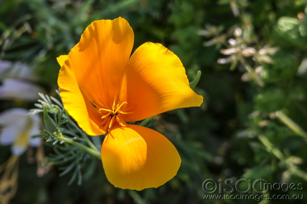 Click image for larger version

Name:	0905-Orange_Flower.jpg
Views:	27
Size:	111.6 KB
ID:	466412