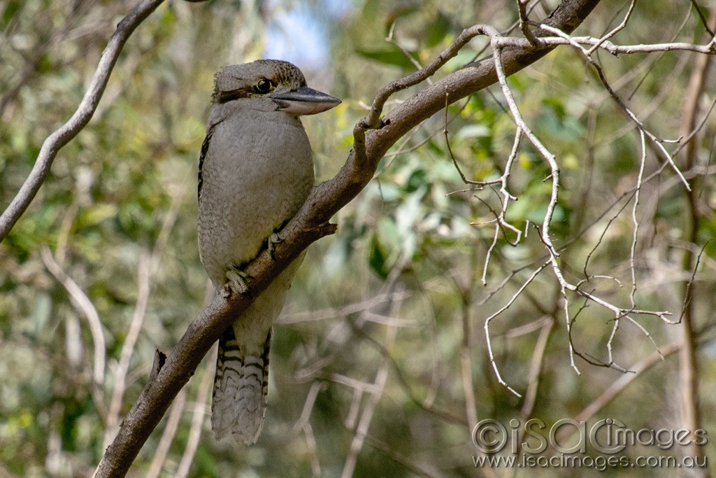 Click image for larger version

Name:	1226-Kookaburra.jpg
Views:	36
Size:	204.4 KB
ID:	466504