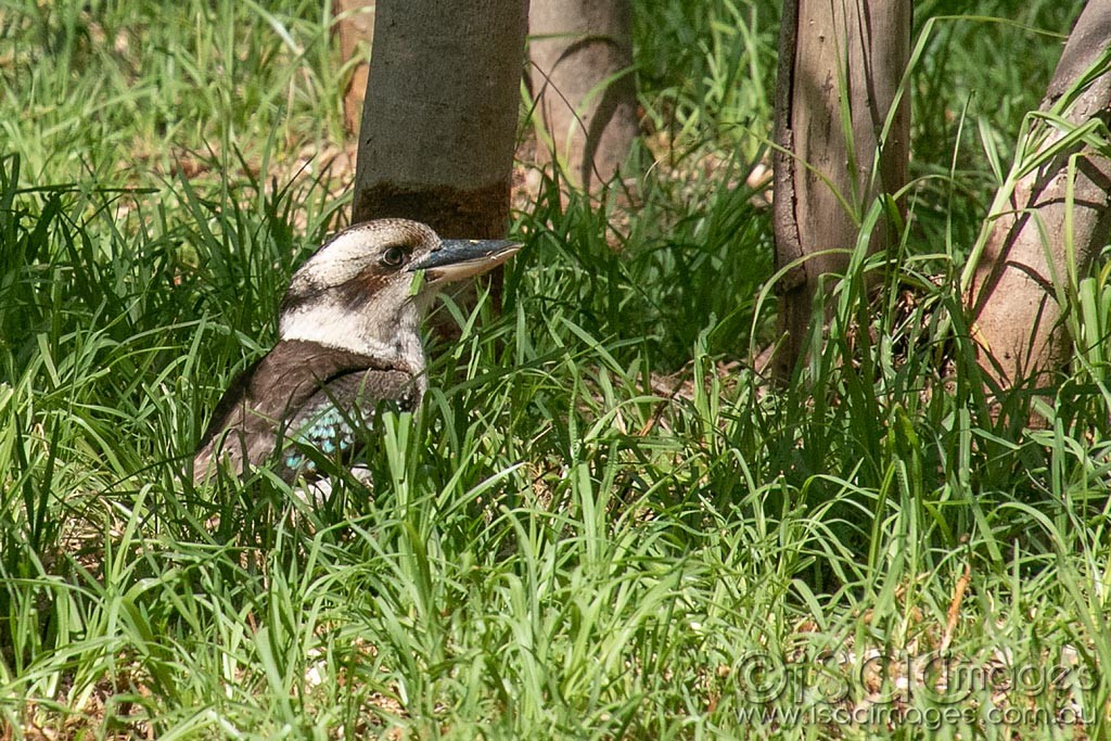 Click image for larger version

Name:	1231-Kookaburra.jpg
Views:	38
Size:	300.5 KB
ID:	466505