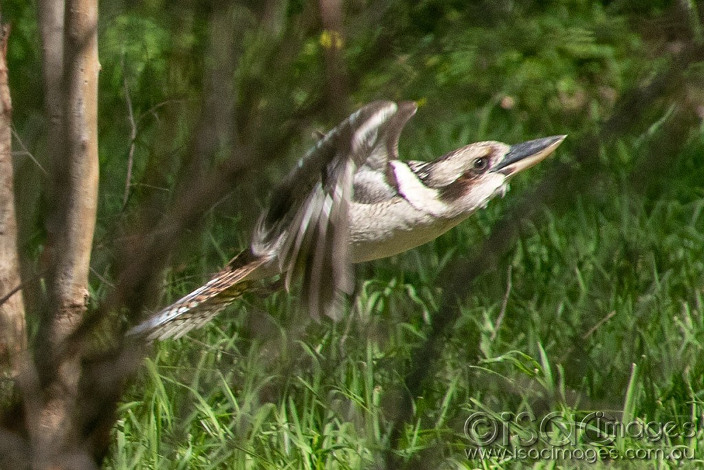 Click image for larger version

Name:	1235-Kookaburra.jpg
Views:	31
Size:	220.5 KB
ID:	466506