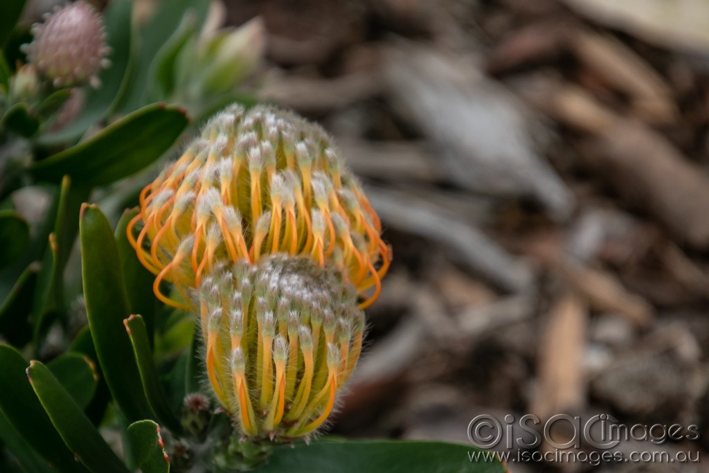 Click image for larger version

Name:	1273-Protea.jpg
Views:	33
Size:	114.5 KB
ID:	466511