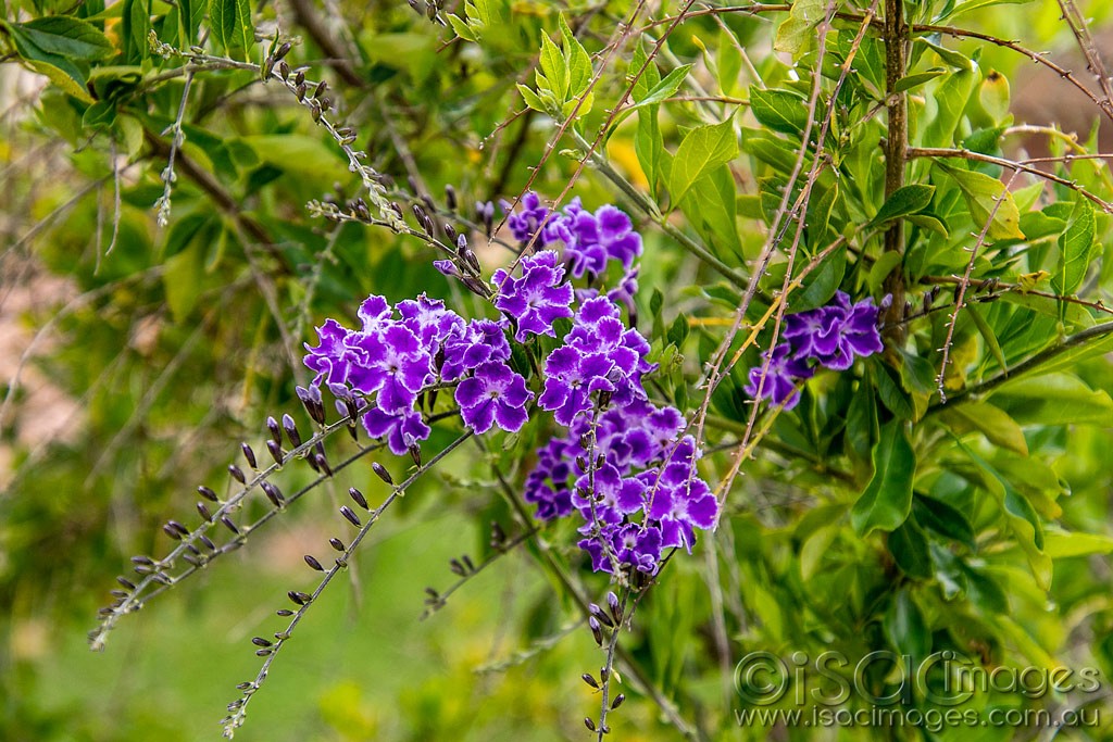 Click image for larger version

Name:	1275-Lilac_Flowers.jpg
Views:	34
Size:	239.7 KB
ID:	466512