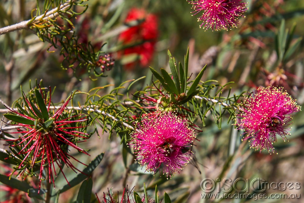 Click image for larger version

Name:	1247-Pink_Bottlebrush.jpg
Views:	31
Size:	219.8 KB
ID:	466514