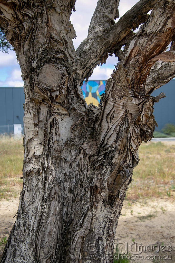 Click image for larger version

Name:	1296-PaperBark_Tree.jpg
Views:	34
Size:	277.7 KB
ID:	466515