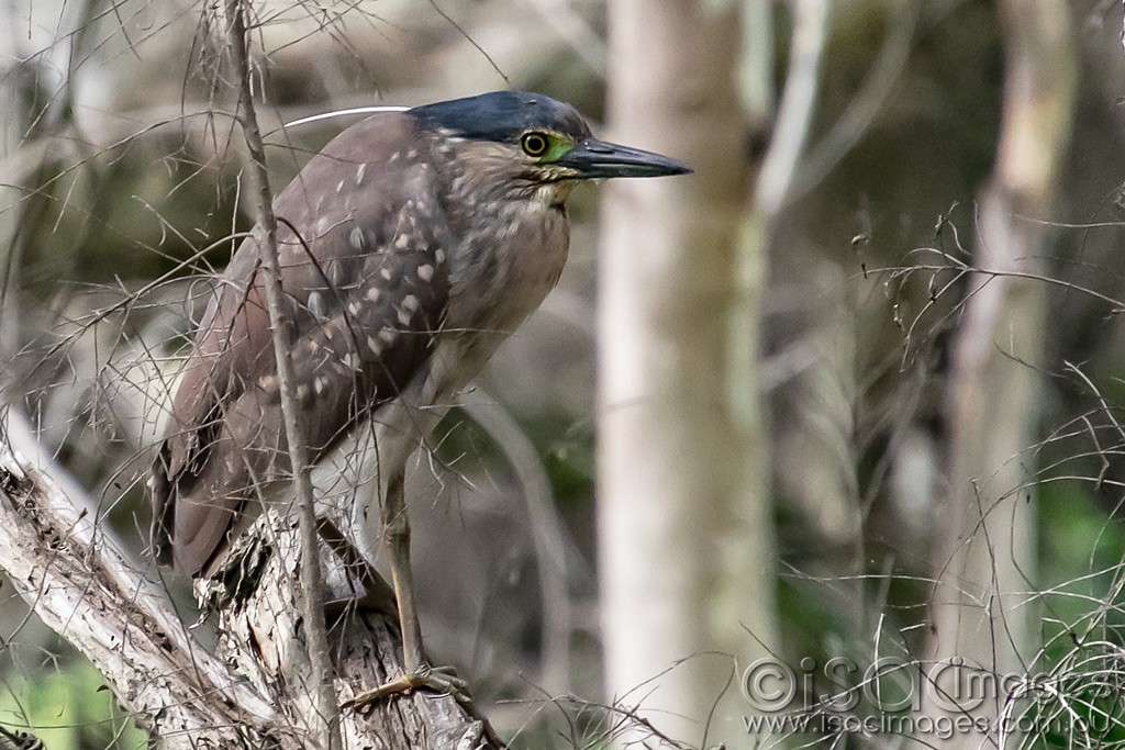 Click image for larger version

Name:	1174-Juvenile_Nankeen_Night_Heron.jpg
Views:	41
Size:	218.0 KB
ID:	466596