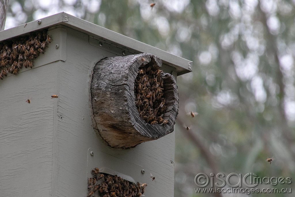 Click image for larger version

Name:	1420-Bees.jpg
Views:	45
Size:	162.5 KB
ID:	466600