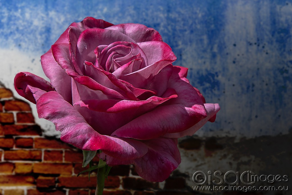 Click image for larger version

Name:	1189-Angel_Face_Rose.jpg
Views:	44
Size:	140.6 KB
ID:	466601