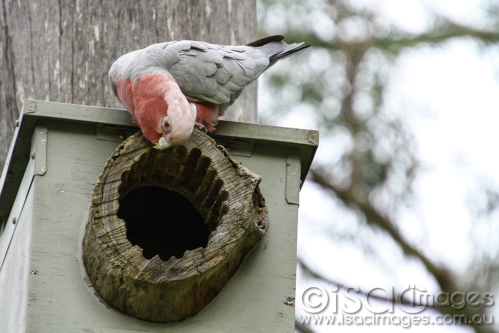 Click image for larger version

Name:	0608-Pink-and-Grey-Galah.jpg
Views:	42
Size:	175.0 KB
ID:	466602
